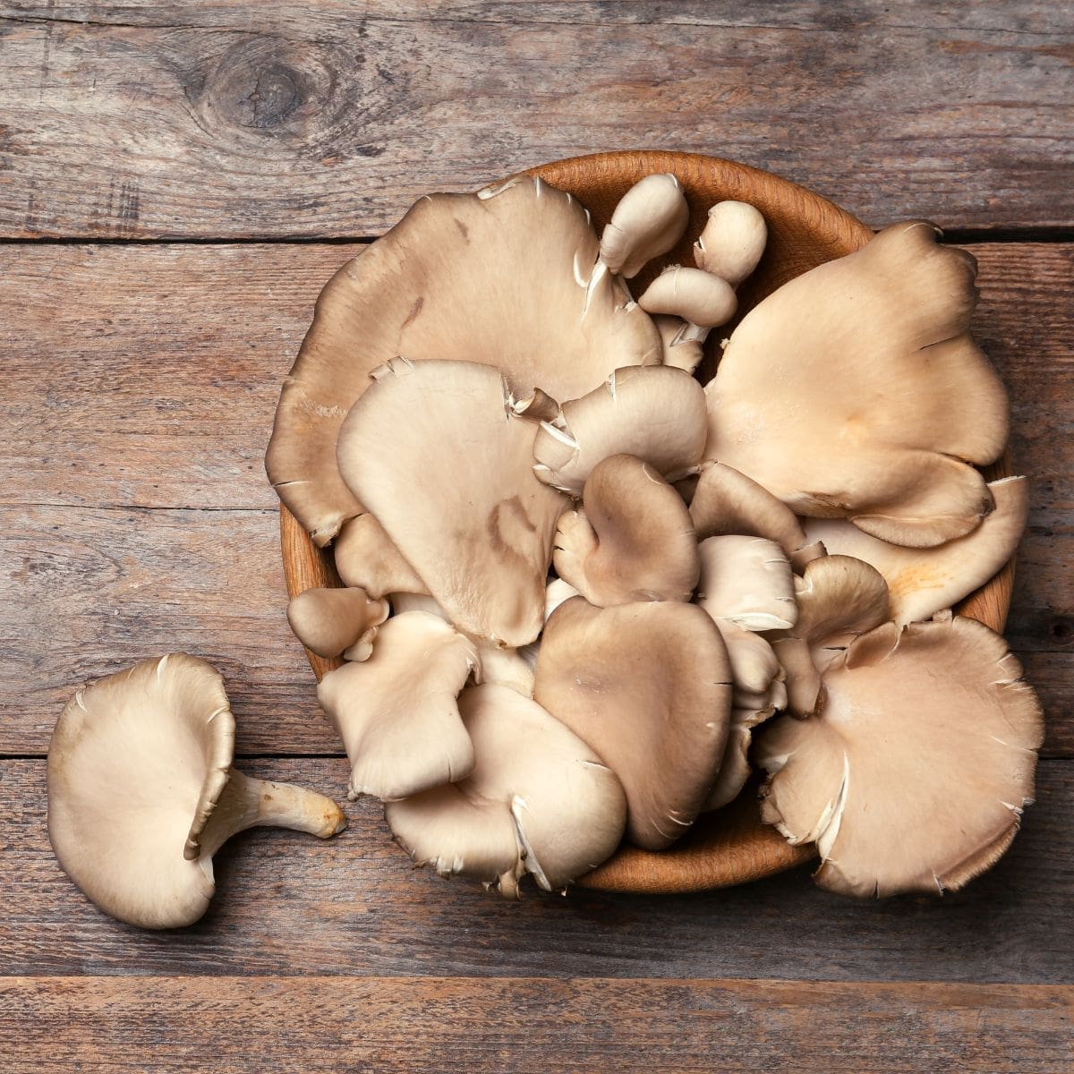 How To Store Oyster Mushrooms | Tips + FAQ